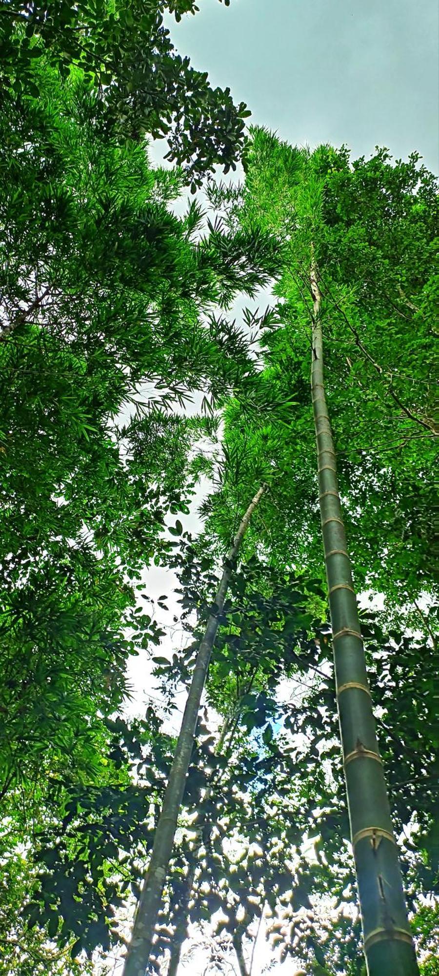 Hotel Ecologico Makalombia La Macarena Exteriér fotografie