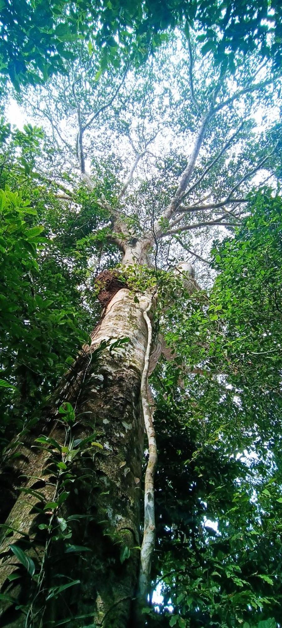 Hotel Ecologico Makalombia La Macarena Exteriér fotografie
